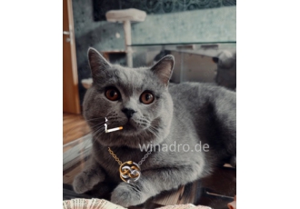 Katze