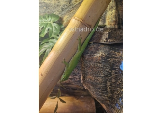 Taggecko Weibchen Taggecko Weibchen