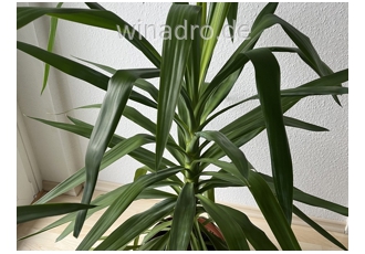 Yucca Palme Yucca Palme