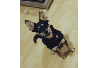 Schäferhund weiblich  alt