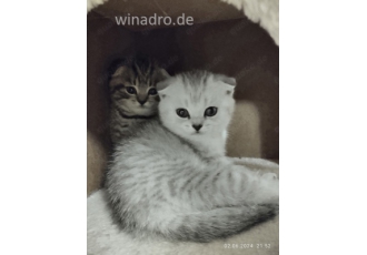Britisch Kurzhaar kitten Britisch Kurzhaar kitten