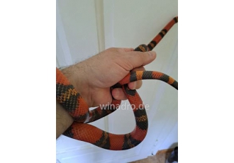 1 0 hondurensis adult 1 0 hondurensis adult