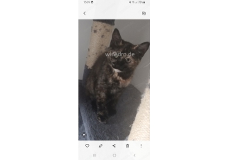 Maincoonmixkitten Maincoonmixkitten