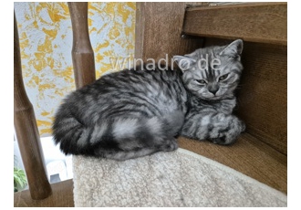 bkh kitten männchen