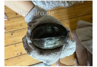 Moschusschildkröten