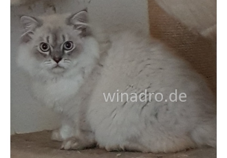 Wunderschöner Ragdoll Deckkater