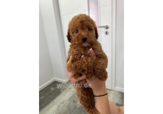 Unsere Maltipoo  liebevolle