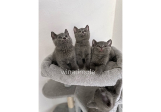 Hallo ein  Weibchen