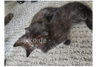 Verkaufe 2 Katzen Jungen