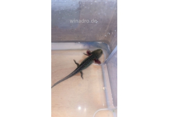 Axolotl zuverkaufen (Bitte die Beschreibung Lesen !)