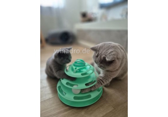Unsere Kisha  Kitten