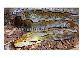 Netzpythons ab: Netzpythons ab:
