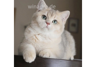 Deckkater   zum