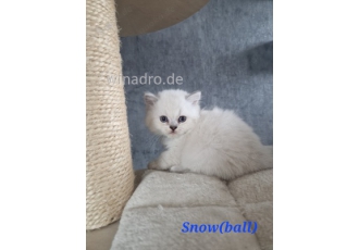 Geboren die  5