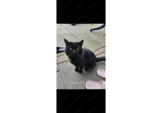 Bkh Deckkater Bkh Deckkater