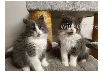 Katzen Babys Katzen Babys