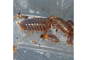 Asseln   Porcellio