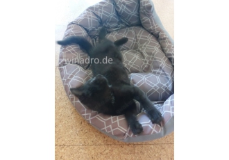 Junge sehr  sofort