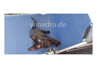 Süße Katzenbabys zu verkaufen