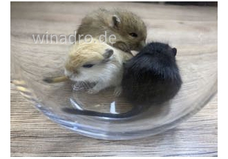 Verkaufen   