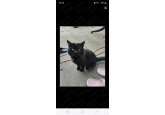 Bkh Kater Bkh Kater
