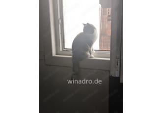 BKH Katze Mädel tricolor BKH Katze Mädel tricolor