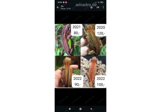 4 0 Auriculatus Höckerkopfgecko 4 0 Auriculatus Höckerkopfgecko
