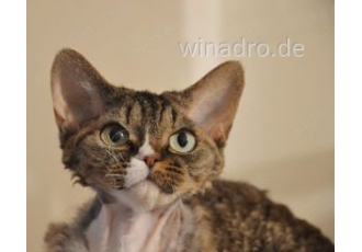 Junge Adult)  und