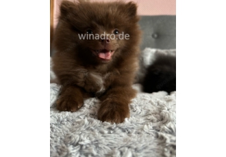 Unsere Pomeranian  wunderschöne