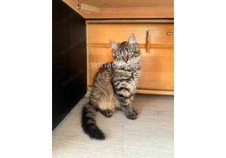 Hallo Katzenfreunde  