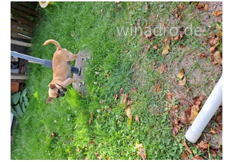 Chihuahuahündin Chihuahuahündin