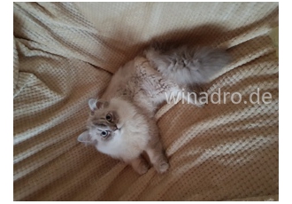 Ragdoll Deckkater mit Erfahrung