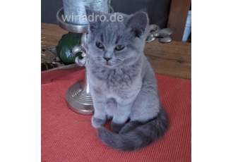 wunderschöne BKH Kitten