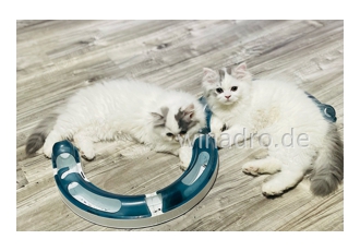 drei süße katzenbaby