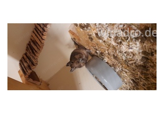 Degu Cara  04