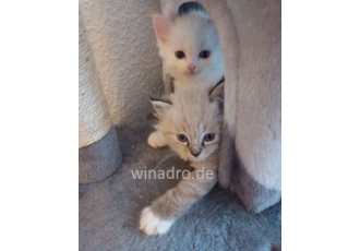 Unsere kleinen Ragdoll Katzen suchen ihr neues Zuhause Unsere kleinen Ragdoll Katzen suchen ihr neues Zuhause