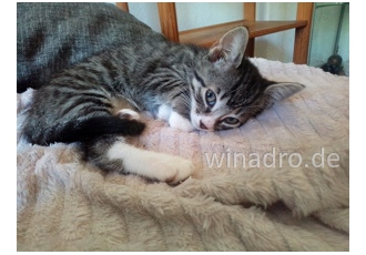 Vier kleine Kater kitten Vier kleine Kater kitten