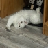 noch ein  Kater