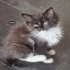 Kleine   Birma