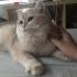 Deckkater   zum