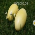 Ich ein  
