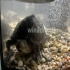 Hallo ich  Wasserschildkröten