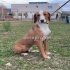 Louie eine  liebe