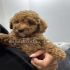Unsere Maltipoo  liebevolle