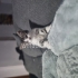 Schweren muss  Kater