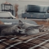 Schweren muss Kater Schweren muss Kater