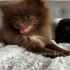 Unsere Pomeranian  wunderschöne