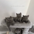 Hallo ein  Weibchen