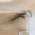Mein Axolotl  zucht