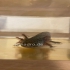 Mein Axolotl  zucht